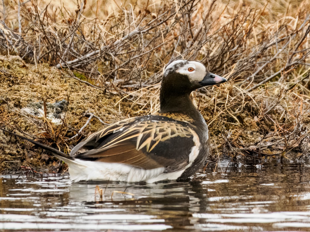 Long-tailed Duck - ML620330618