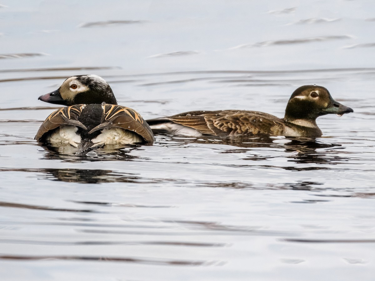 Long-tailed Duck - ML620330619