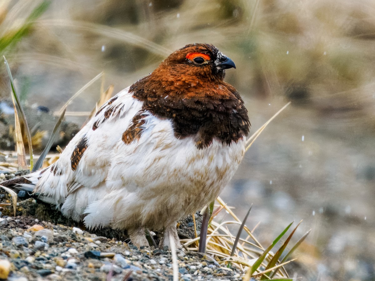 Willow Ptarmigan - ML620330625