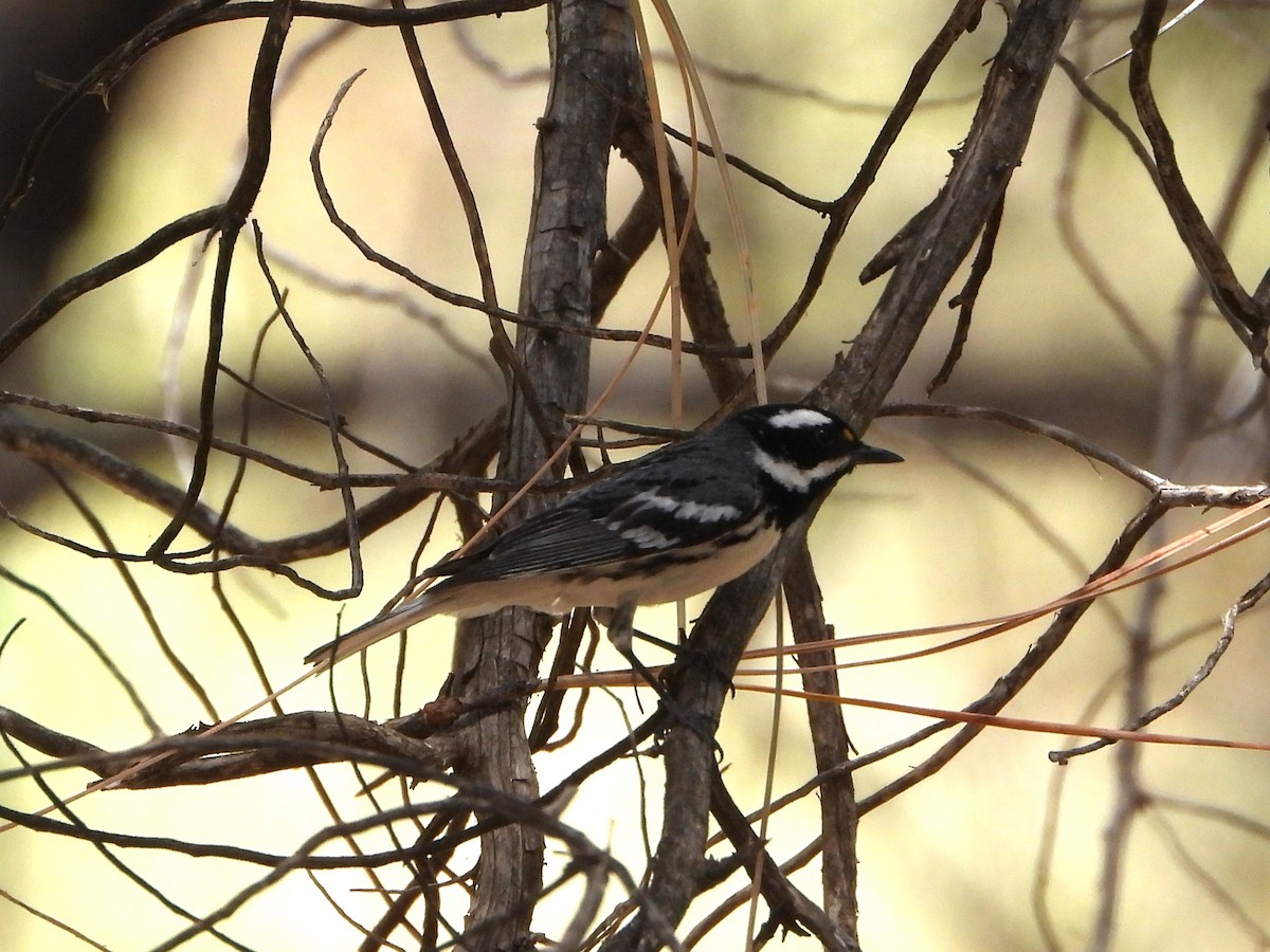 Black-throated Gray Warbler - ML620330632