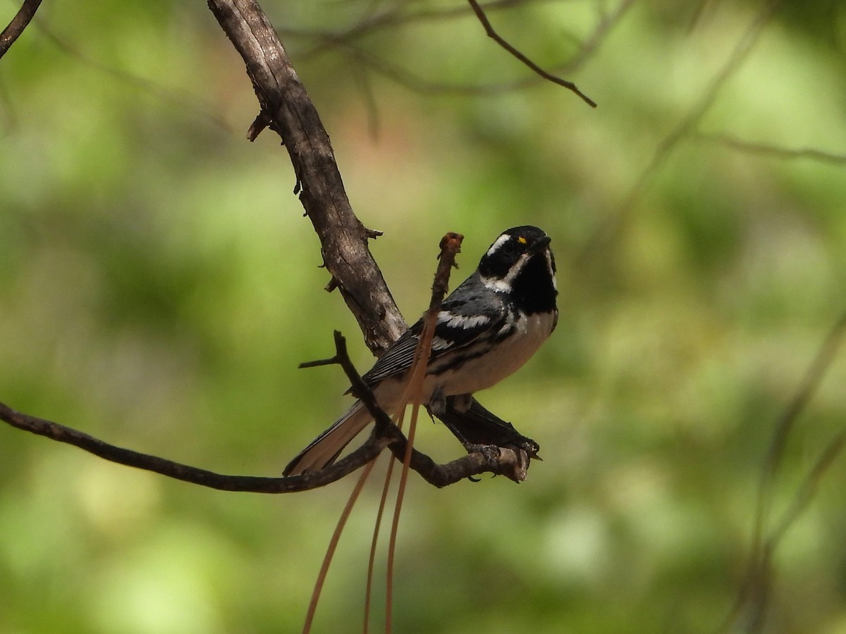 Black-throated Gray Warbler - ML620330634