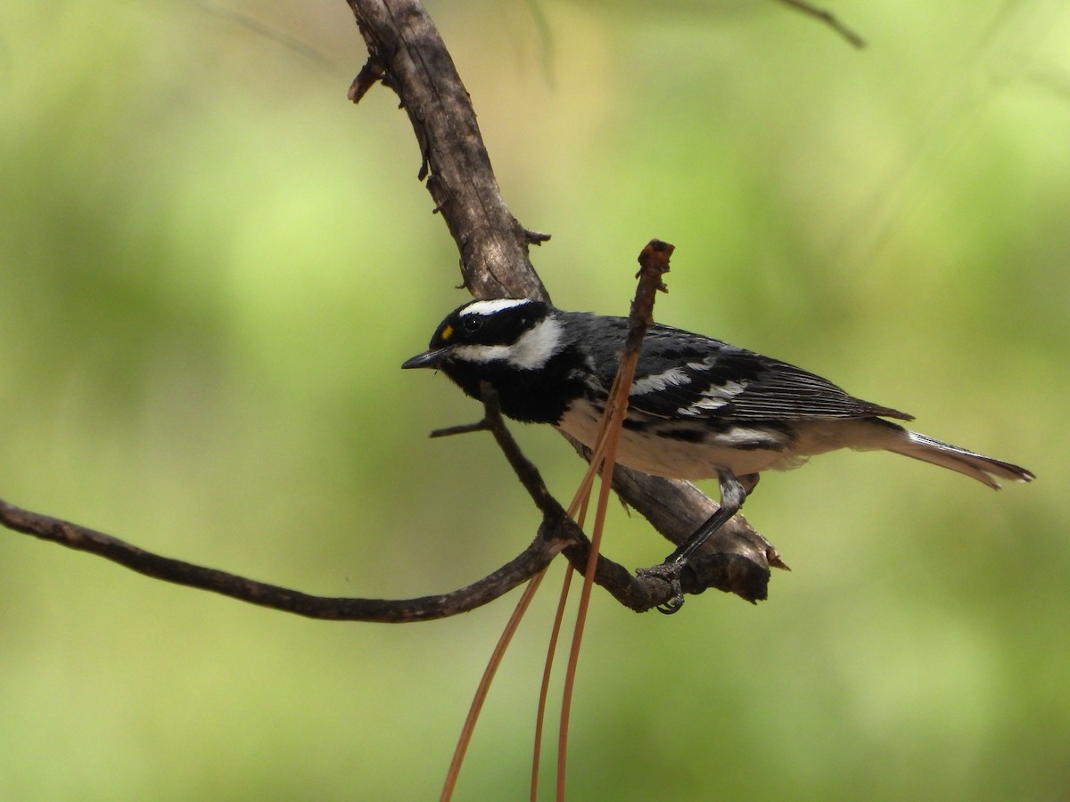 Black-throated Gray Warbler - ML620330635