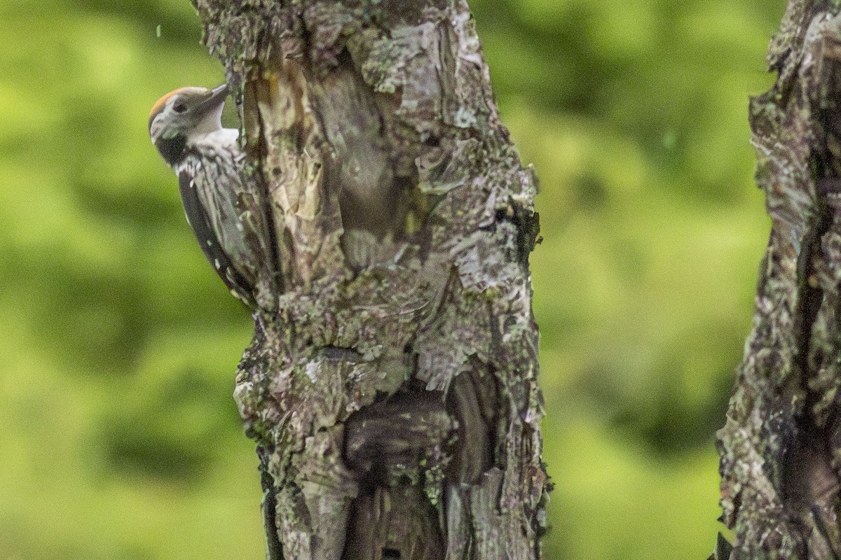 Middle Spotted Woodpecker - ML620330636