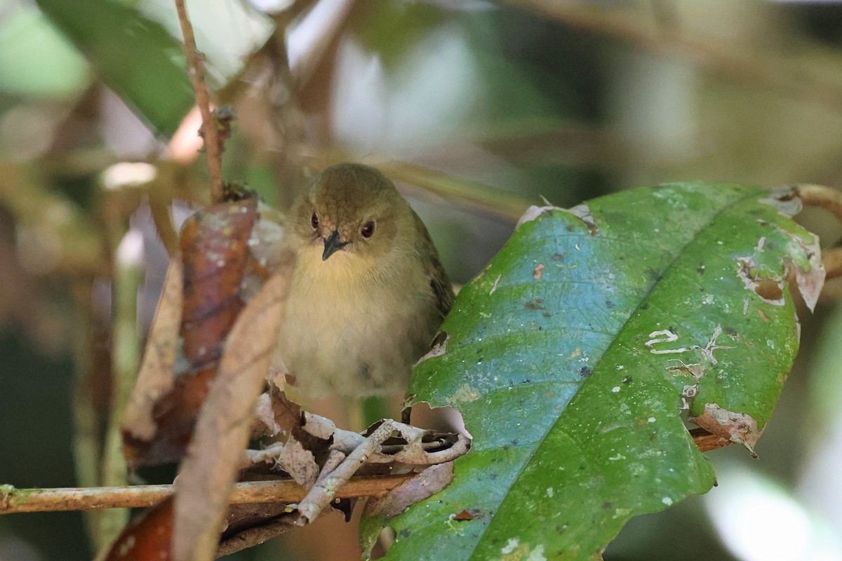 Atherton Scrubwren - ML620330641