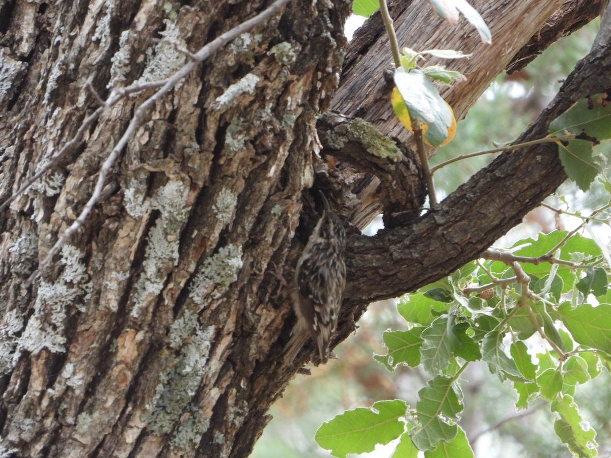 Brown Creeper - ML620330651