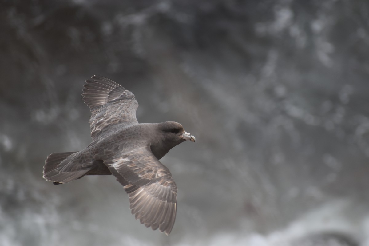 Fulmar Boreal (Pacífico) - ML620330655