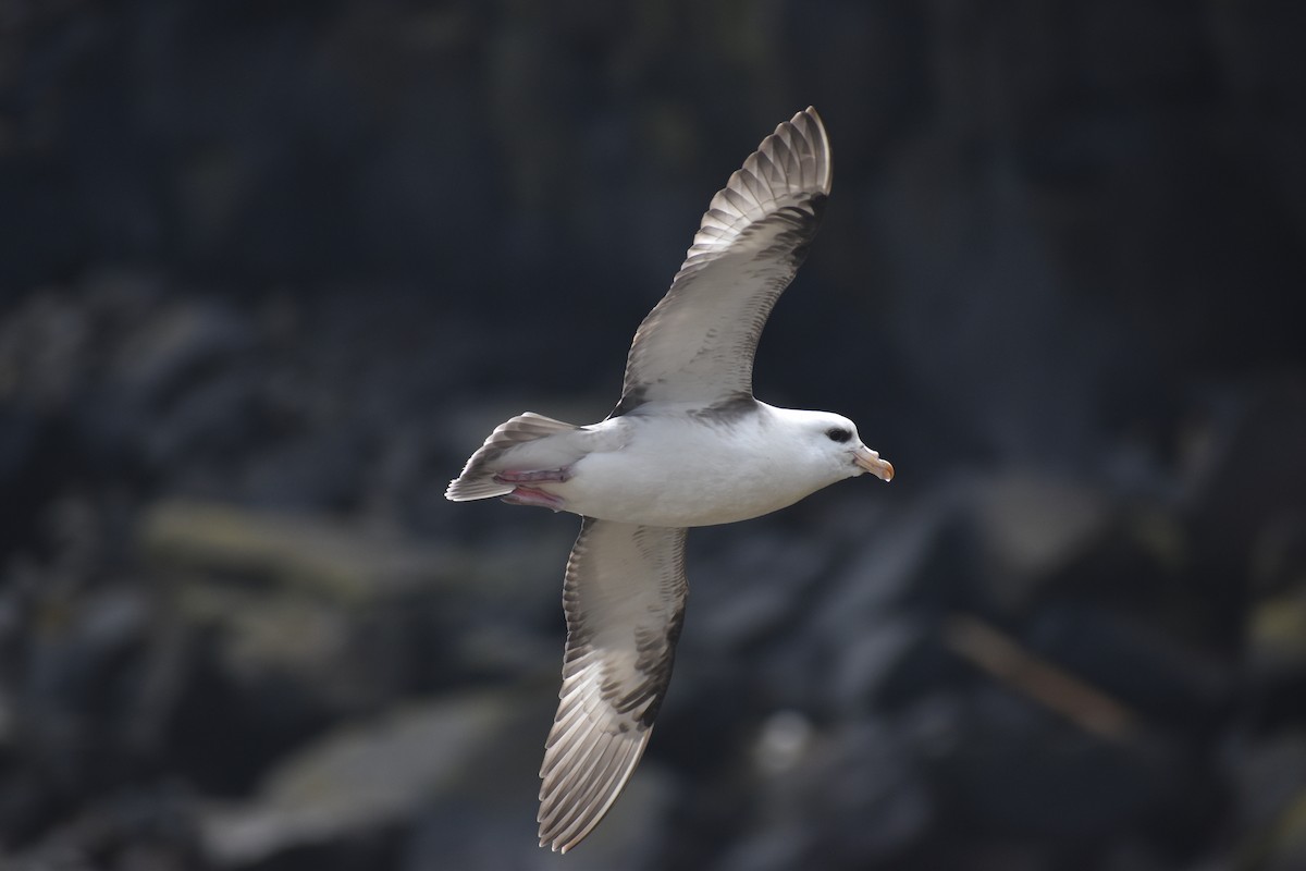 Fulmar Boreal (Pacífico) - ML620330656