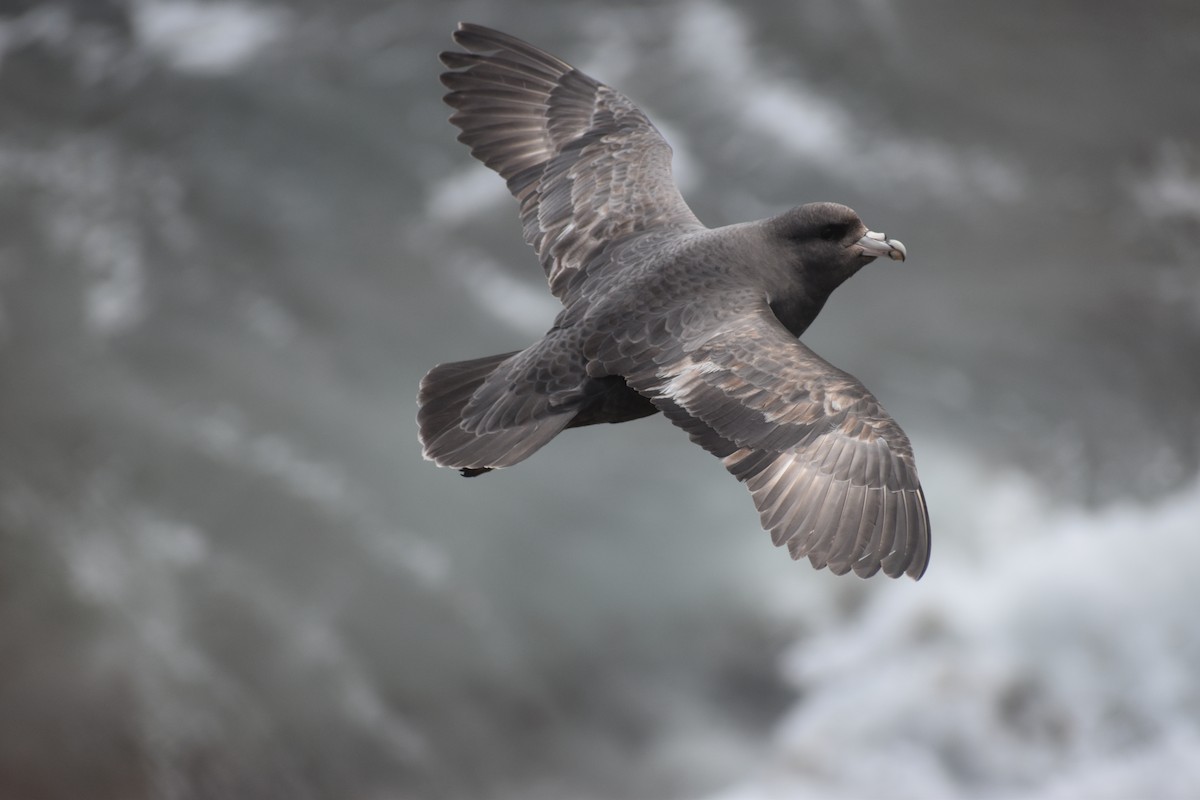 buřňák lední (ssp. rodgersii) - ML620330657