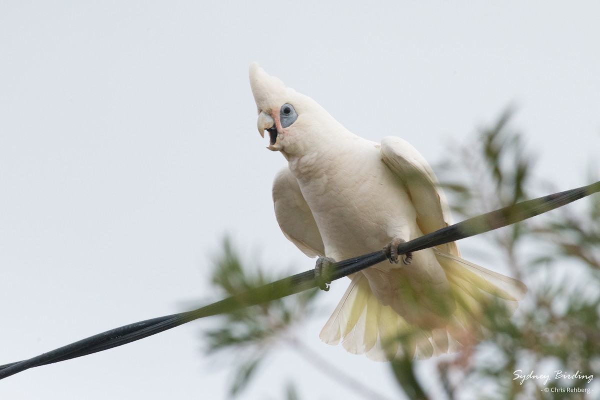 Cacatúa Sanguínea - ML620330665