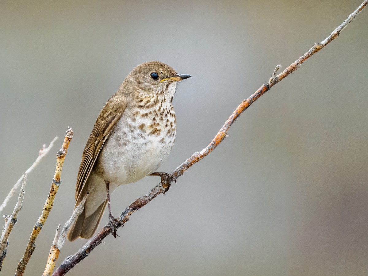 Gray-cheeked Thrush - ML620330675