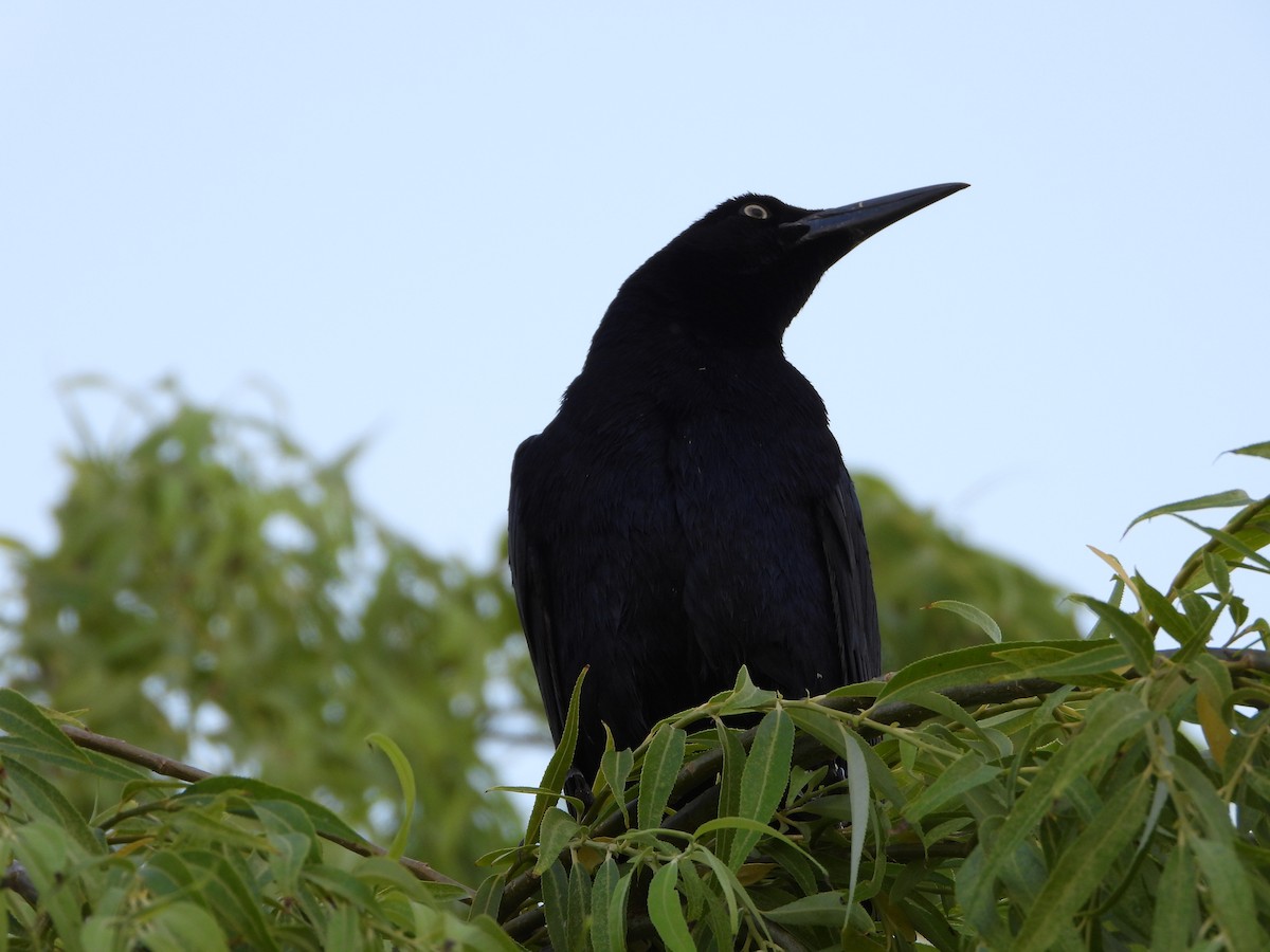 Great-tailed Grackle - ML620330678