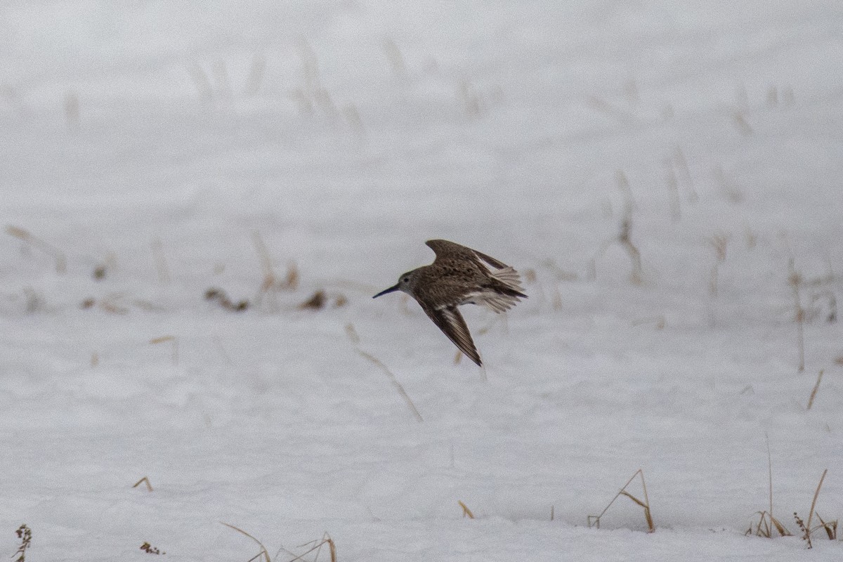 Pectoral Sandpiper - ML620330698