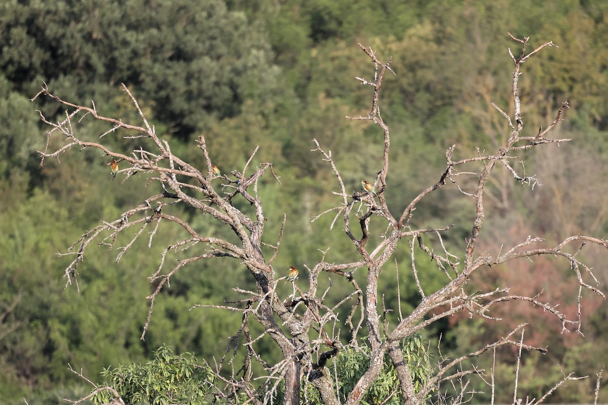 European Bee-eater - ML620330718
