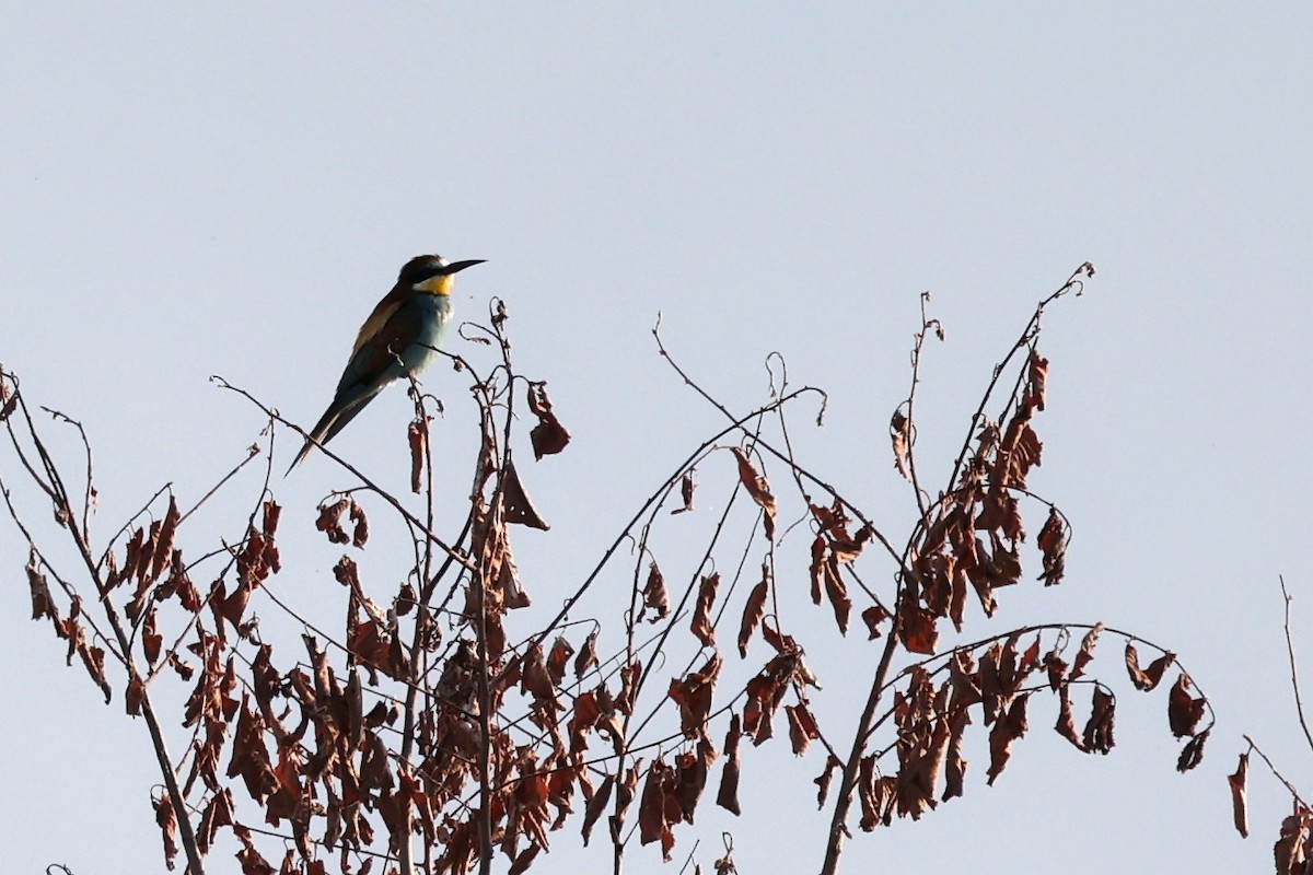 European Bee-eater - ML620330719