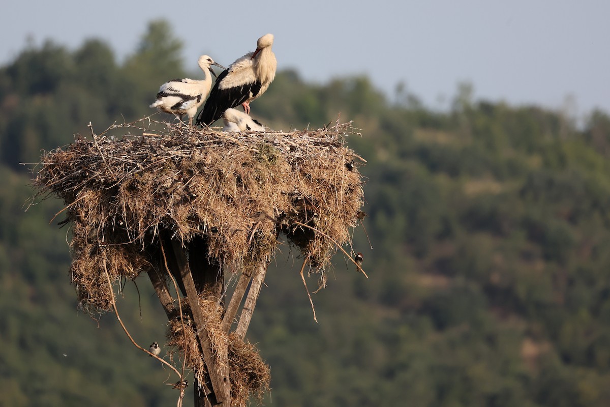 White Stork - ML620330727