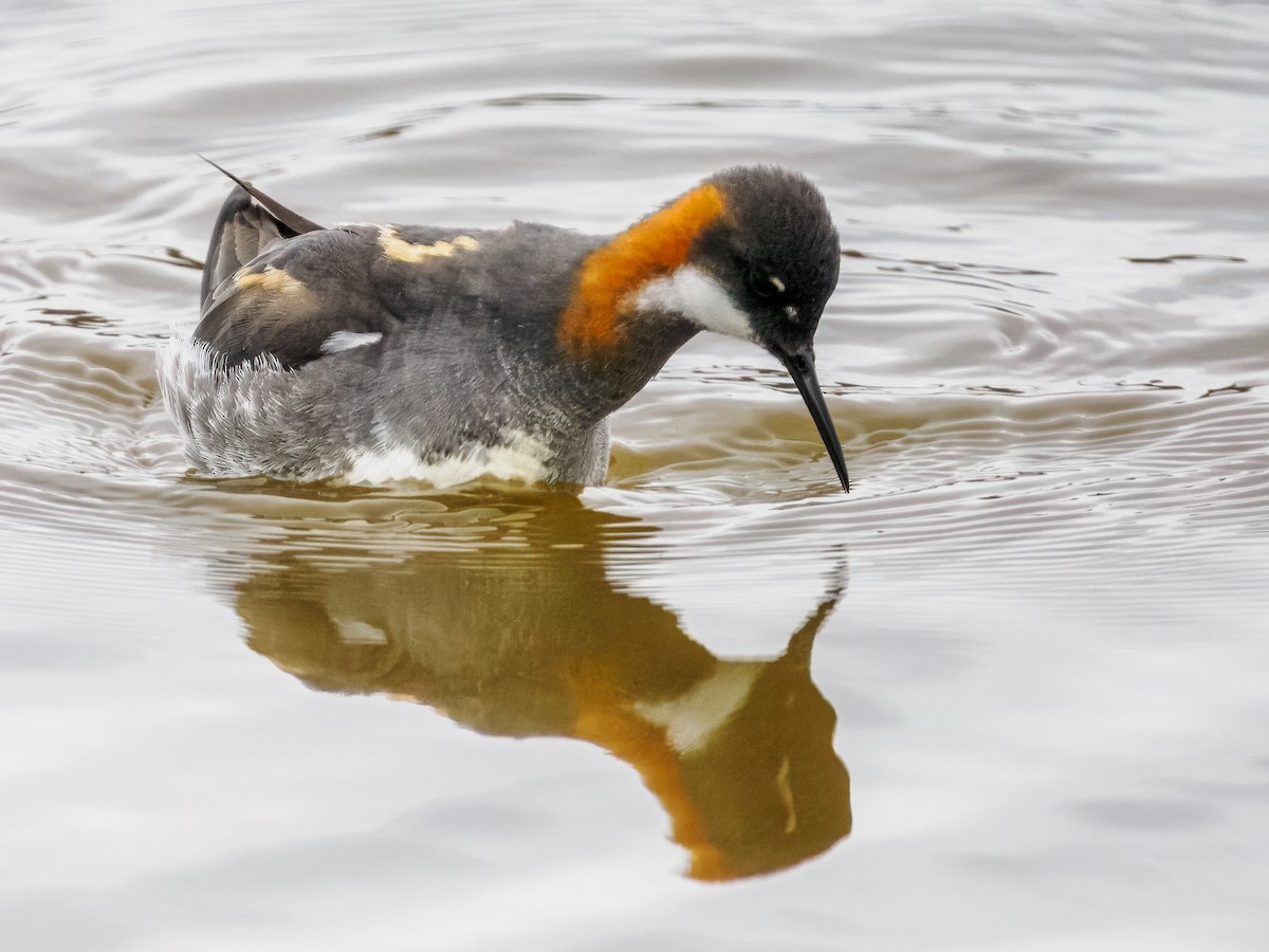 Red-necked Phalarope - ML620330736