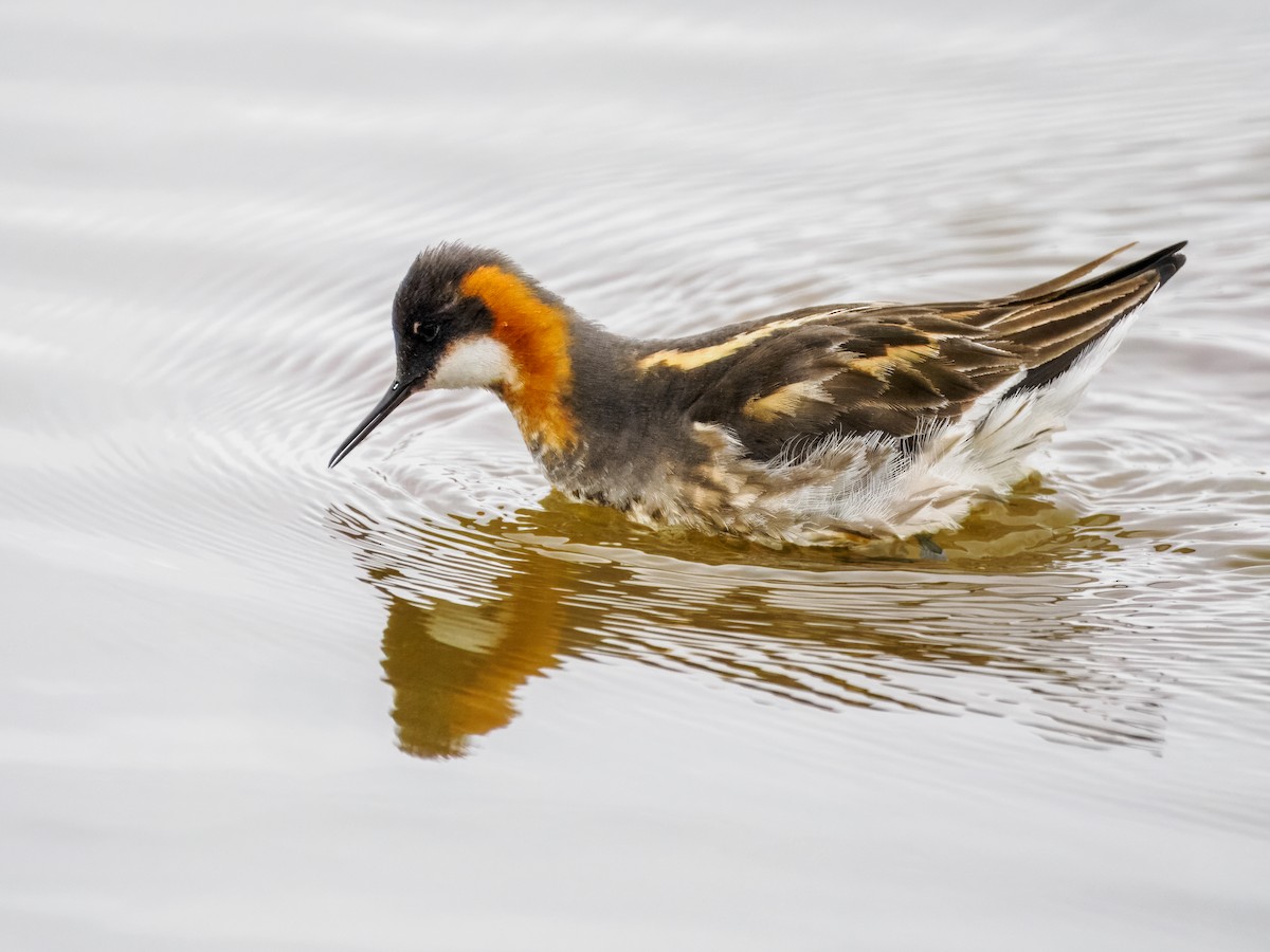 Red-necked Phalarope - ML620330741