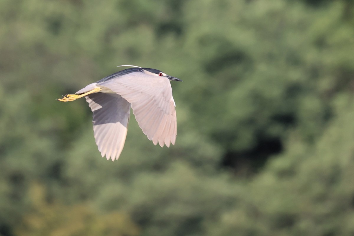 Black-crowned Night Heron - ML620330775