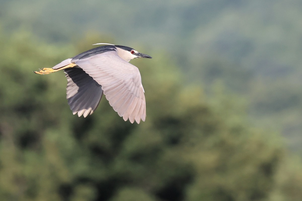 Black-crowned Night Heron - ML620330776