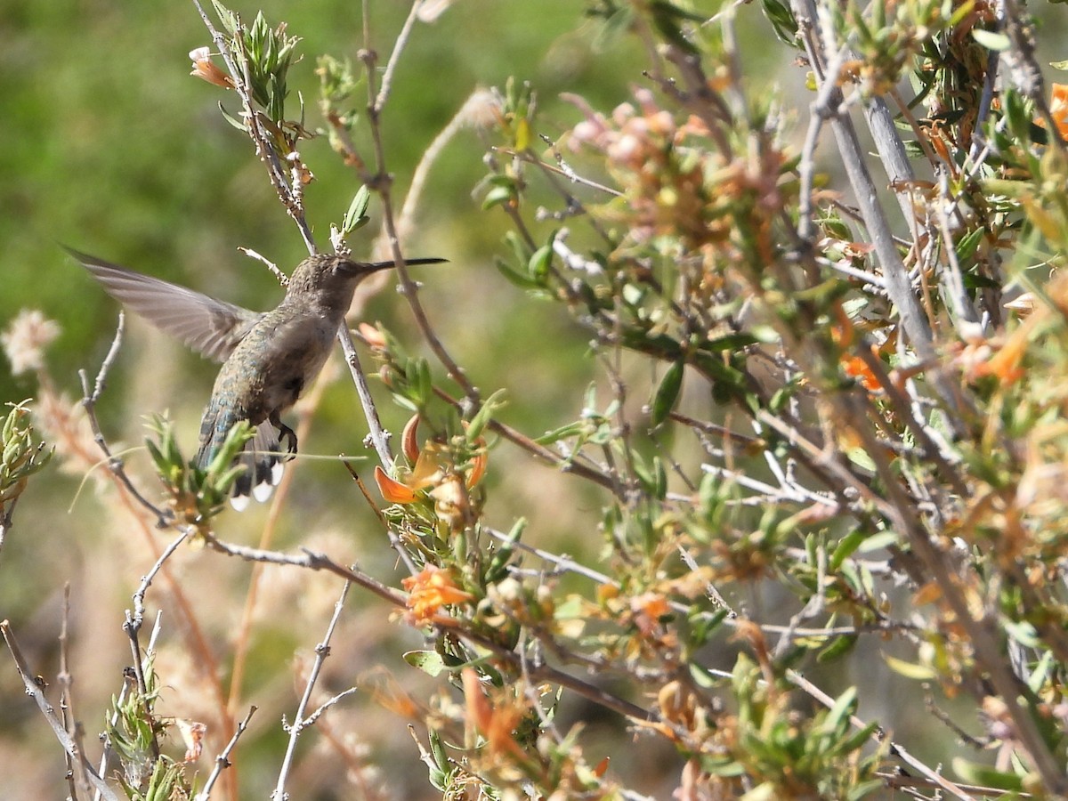 ørkenkolibri - ML620330778