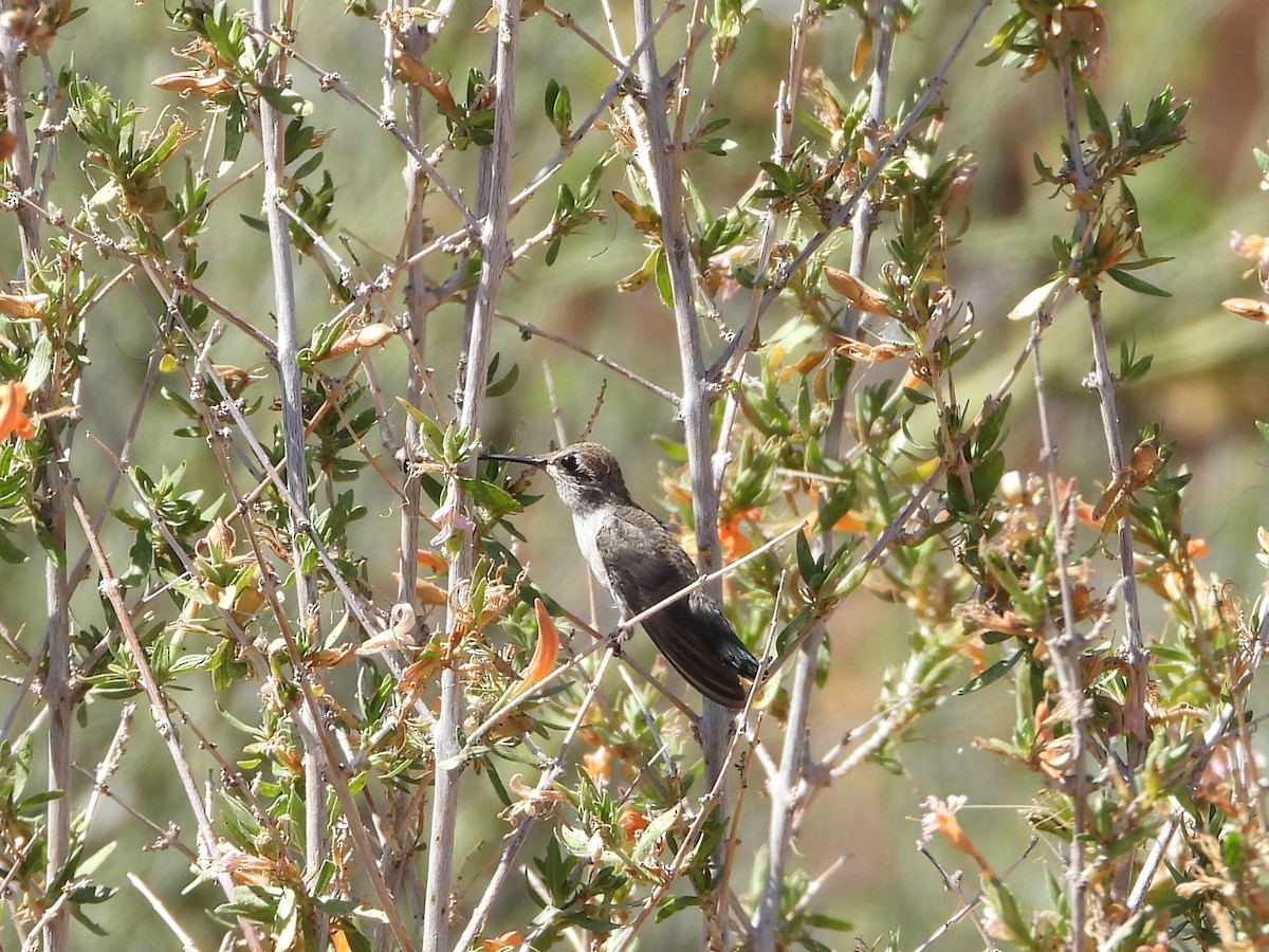Costa's Hummingbird - ML620330779
