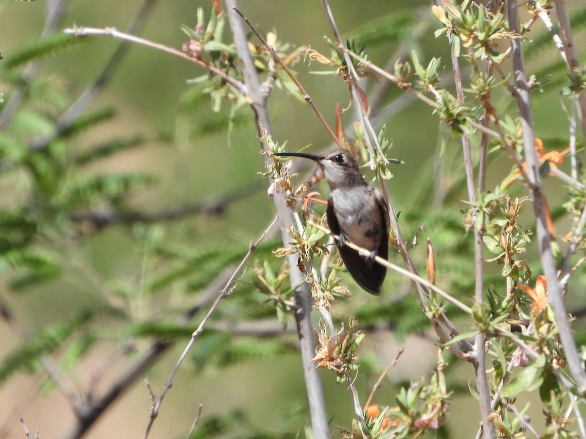 Costa's Hummingbird - ML620330780