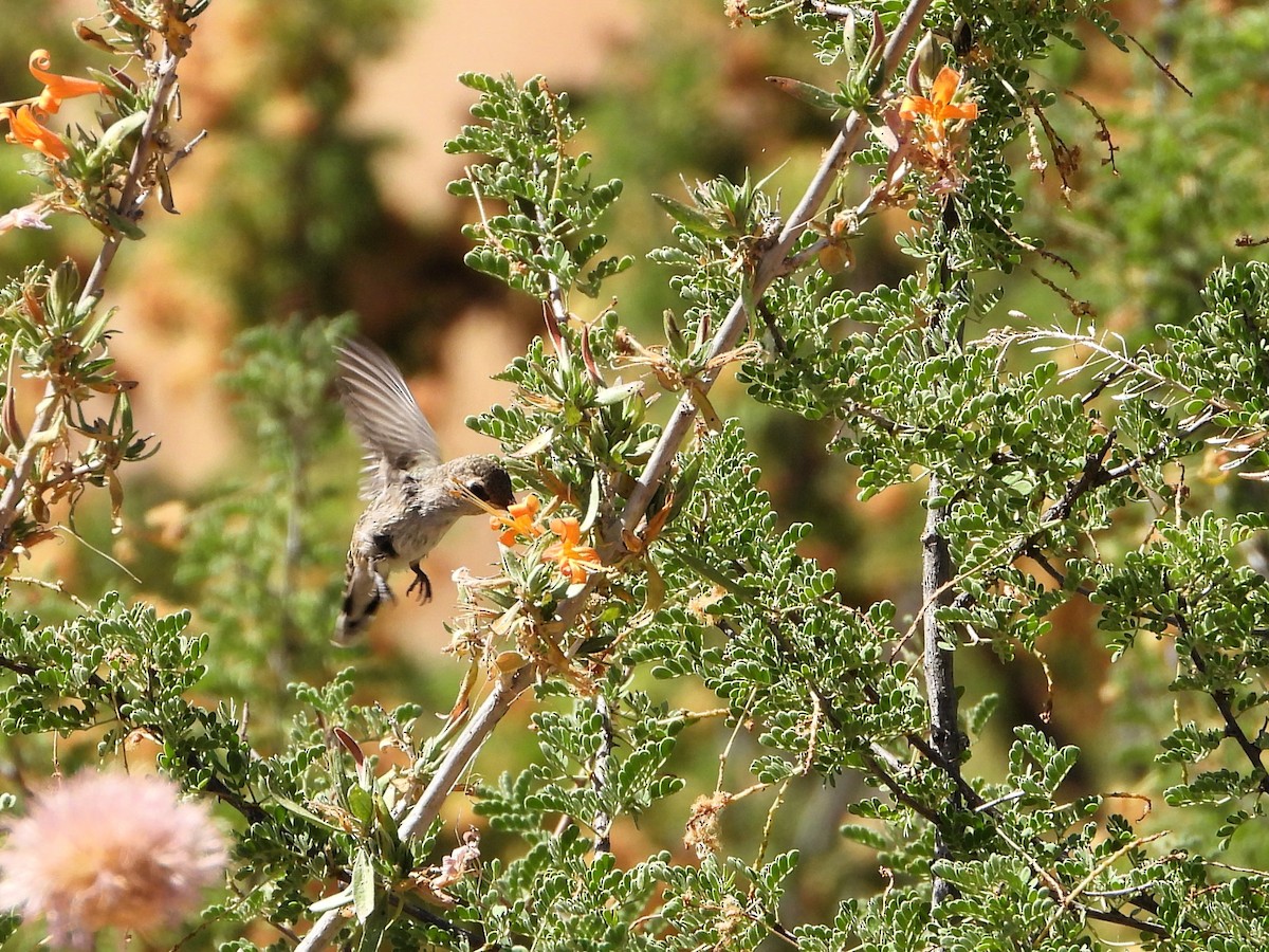 Colibrí de Costa - ML620330781