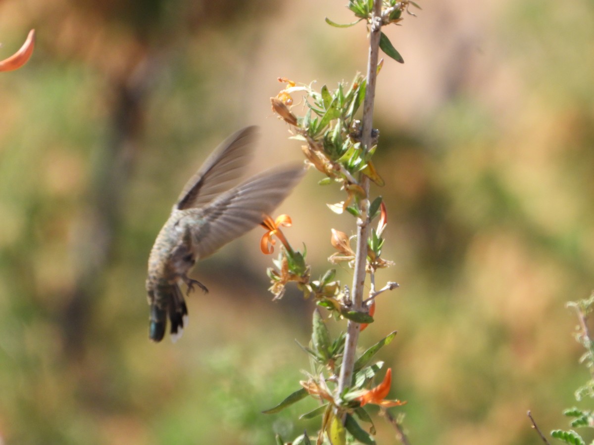 Costa's Hummingbird - ML620330784