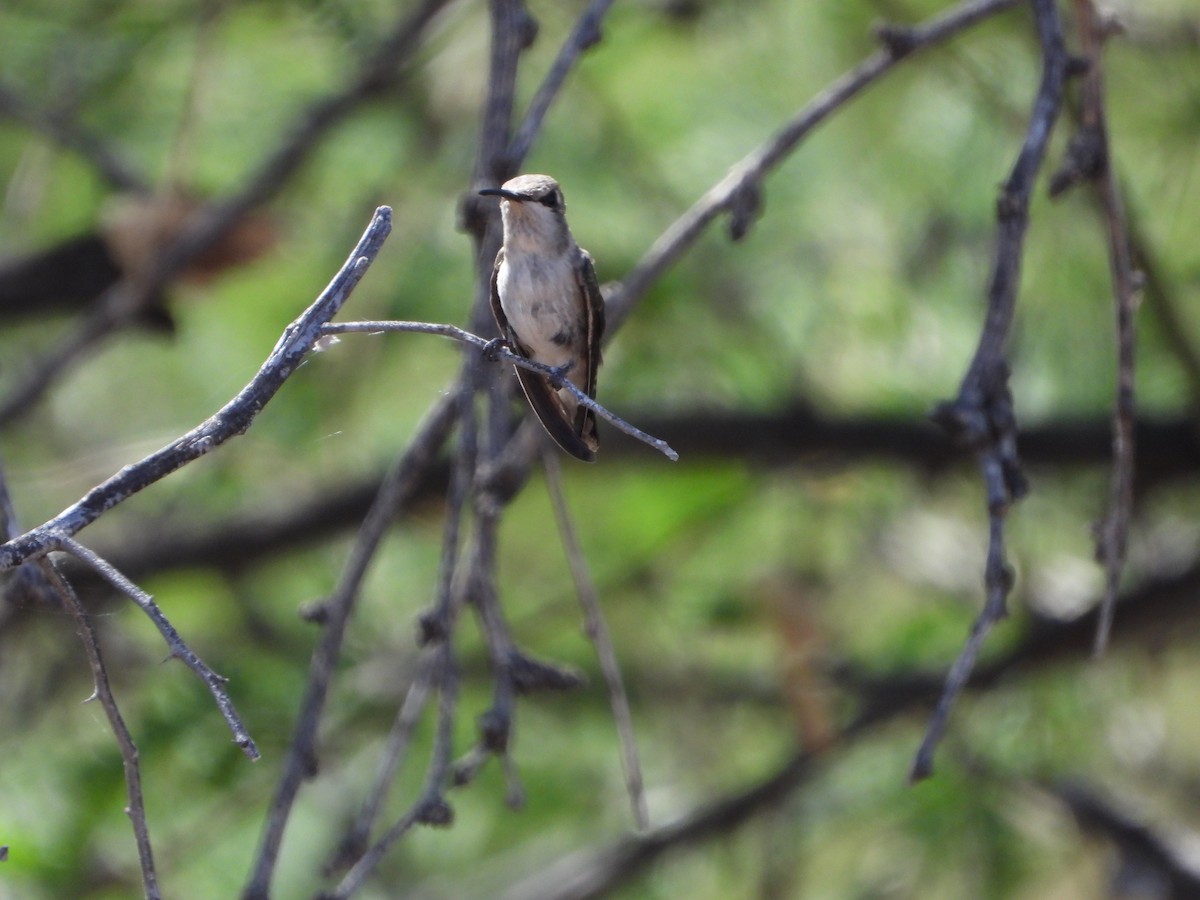 Costa's Hummingbird - ML620330785