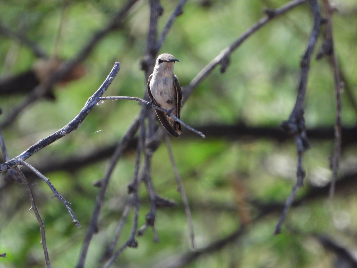 Costa's Hummingbird - ML620330786