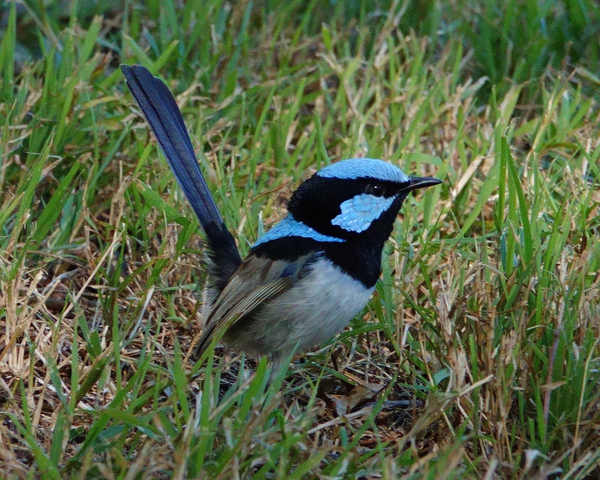 Superb Fairywren - ML620330788