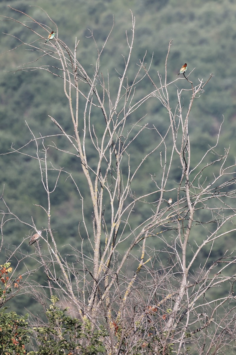 European Bee-eater - ML620330792