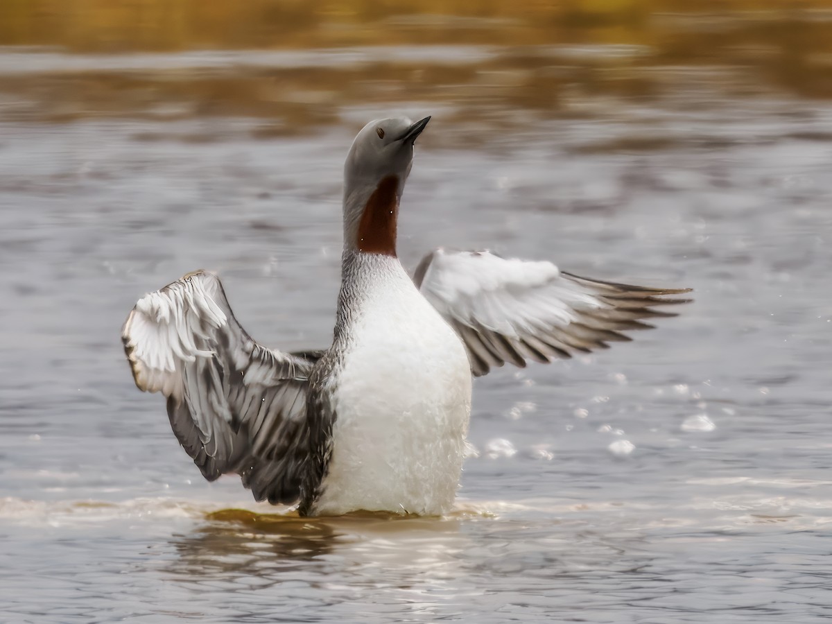 Red-throated Loon - ML620330799