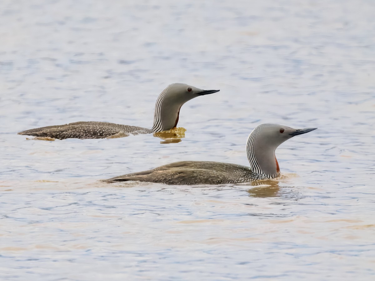 Red-throated Loon - ML620330800