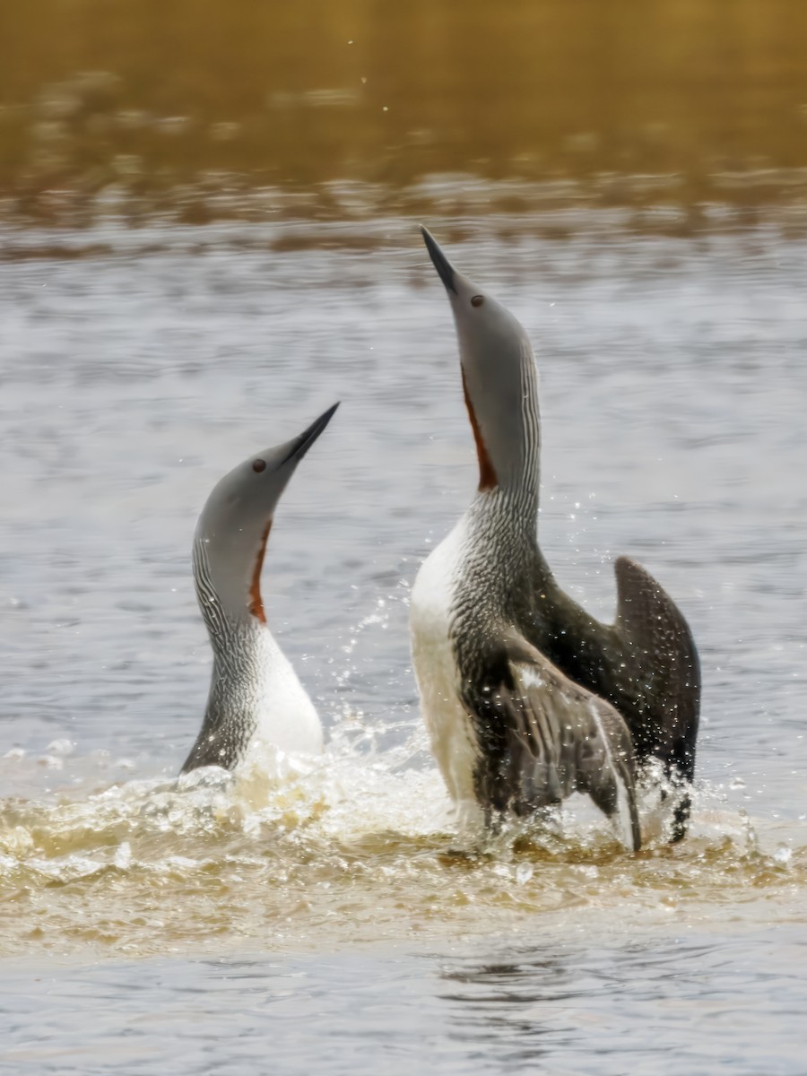 Red-throated Loon - Steven Meisel