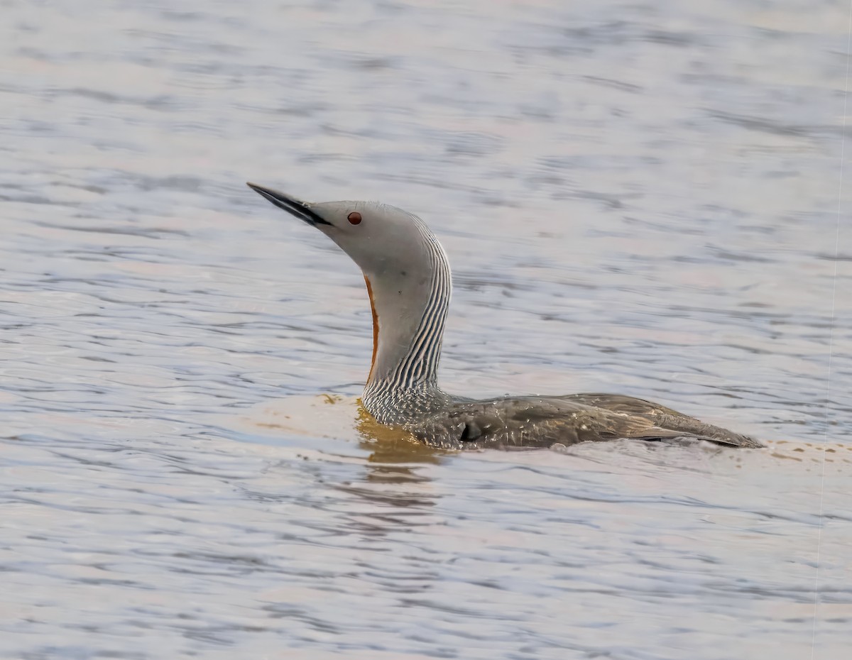 Red-throated Loon - ML620330803