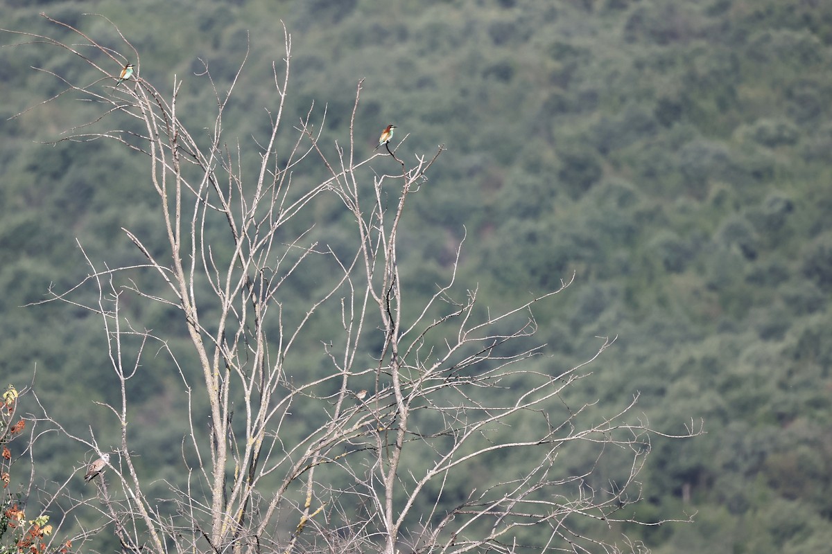 European Bee-eater - ML620330804