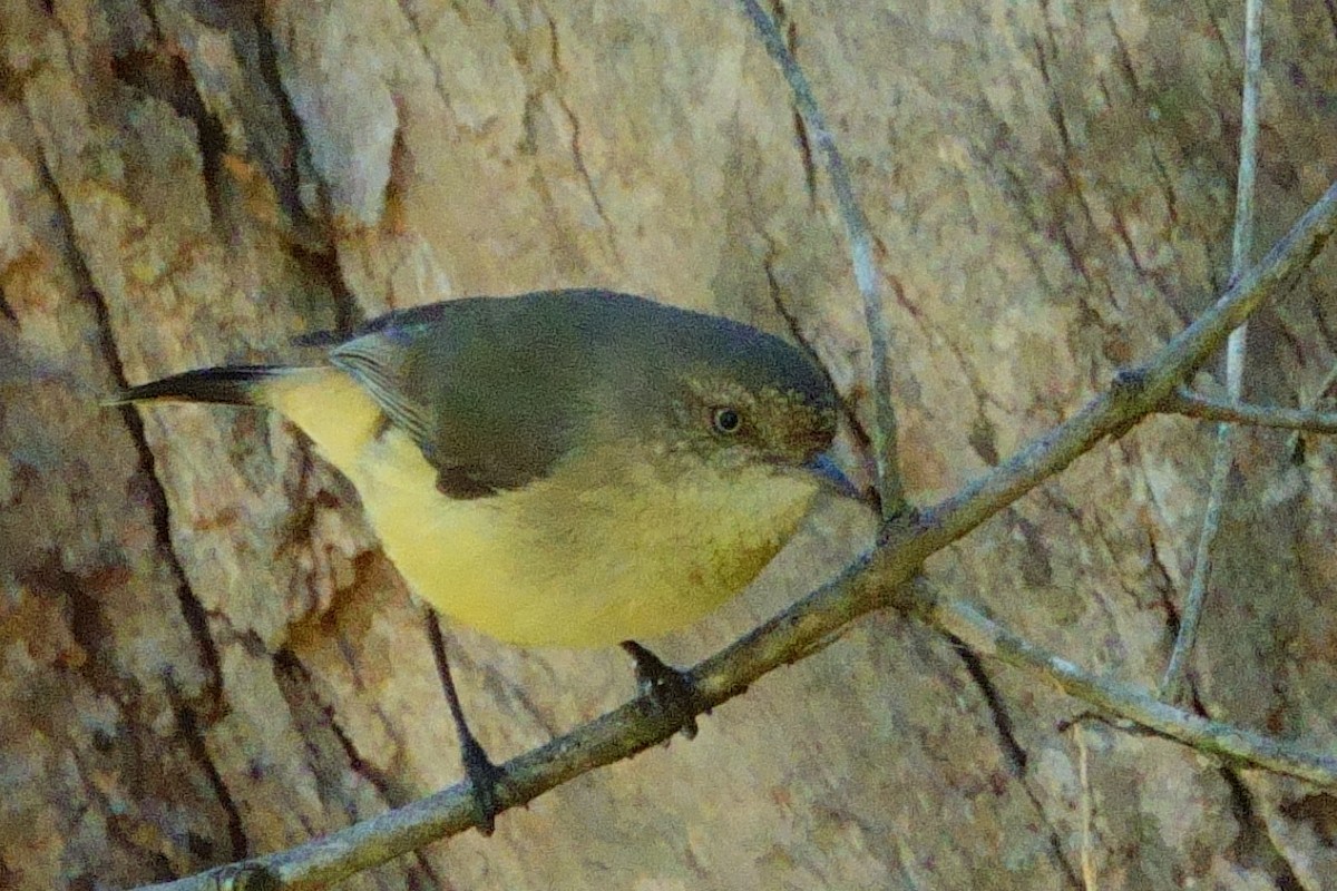 Buff-rumped Thornbill - ML620330805