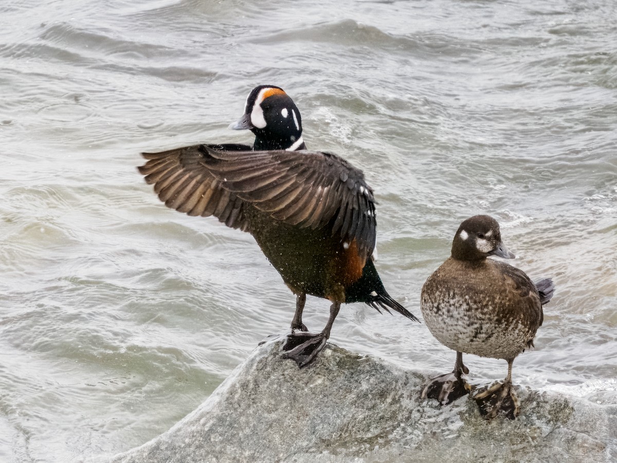 Harlequin Duck - ML620330809