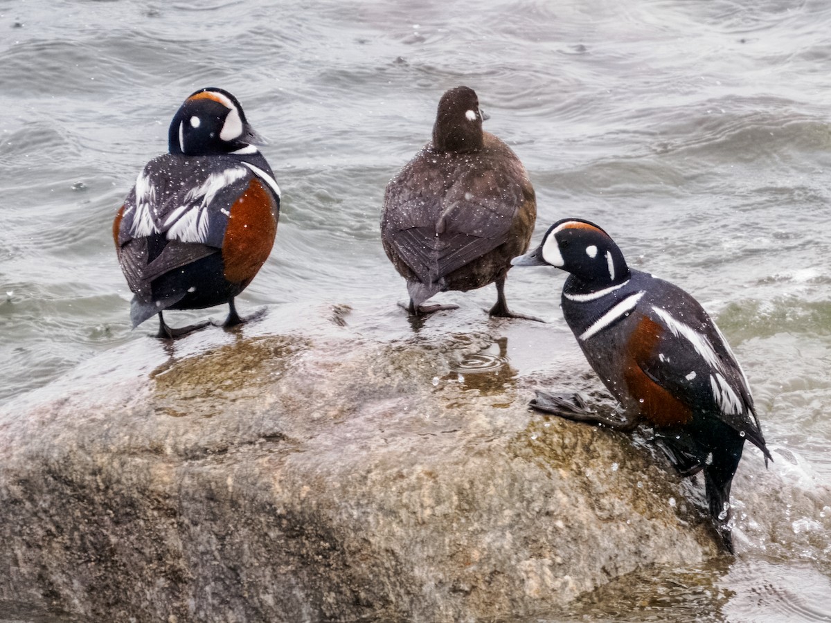 Harlequin Duck - ML620330812