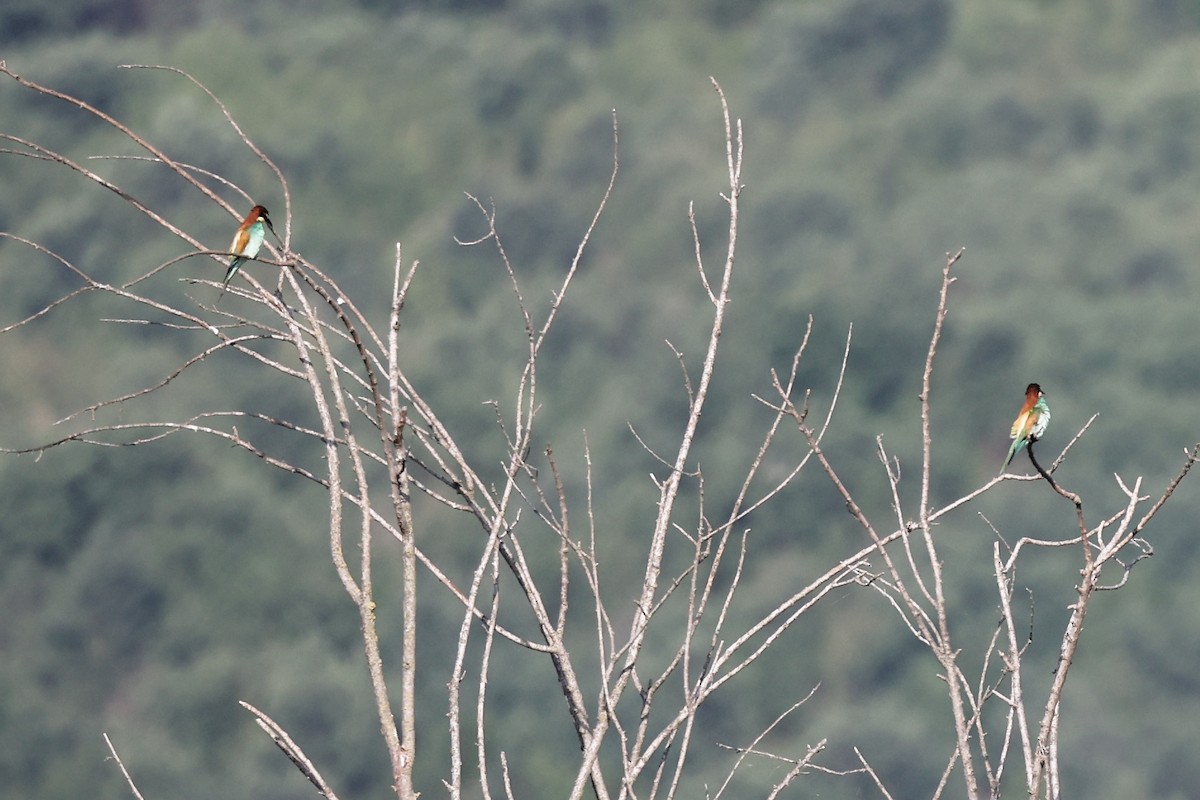 European Bee-eater - ML620330819