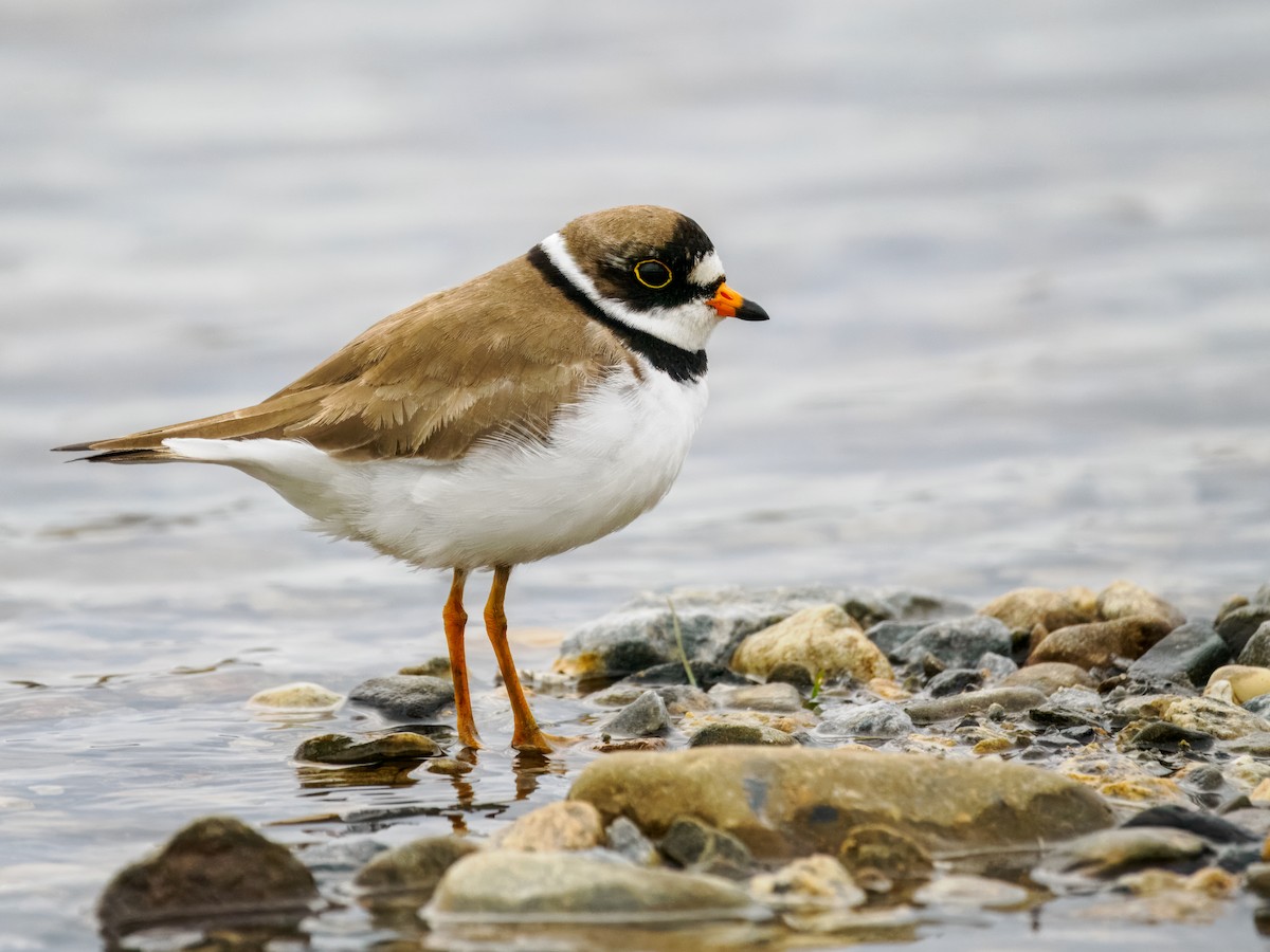 Semipalmated Plover - ML620330830