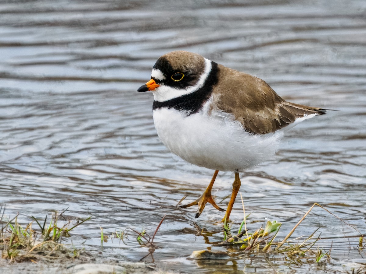 Semipalmated Plover - ML620330831