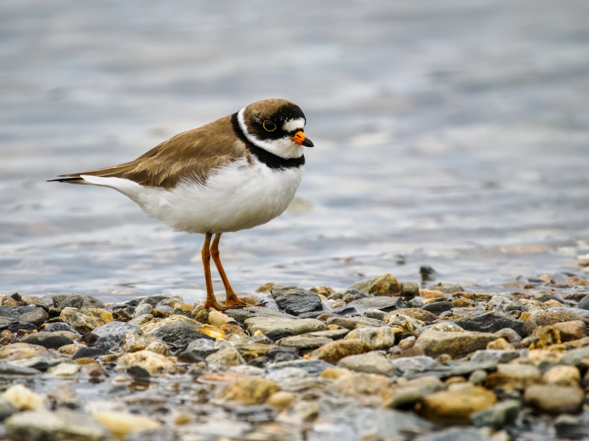 Semipalmated Plover - ML620330832
