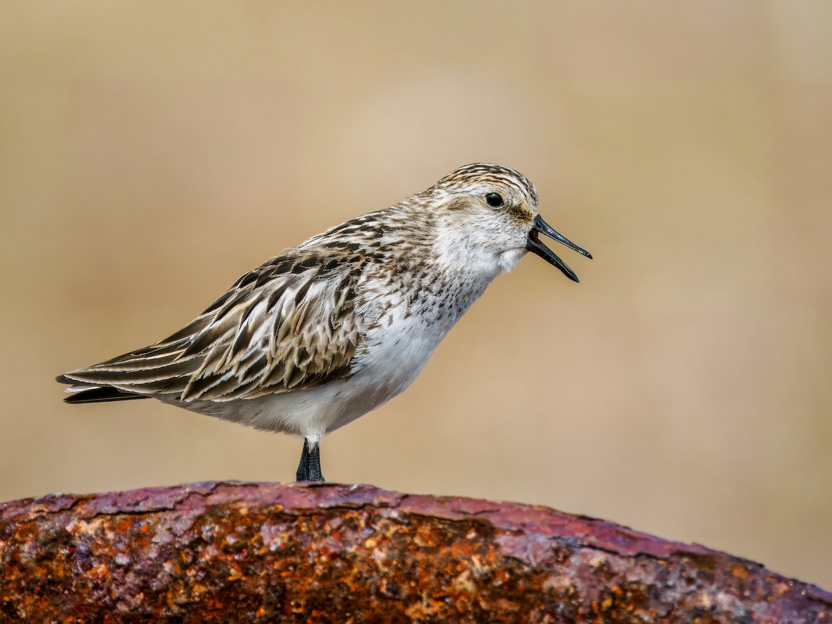 Semipalmated Sandpiper - ML620330841