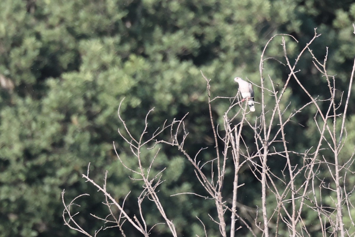 European Turtle-Dove - ML620330848