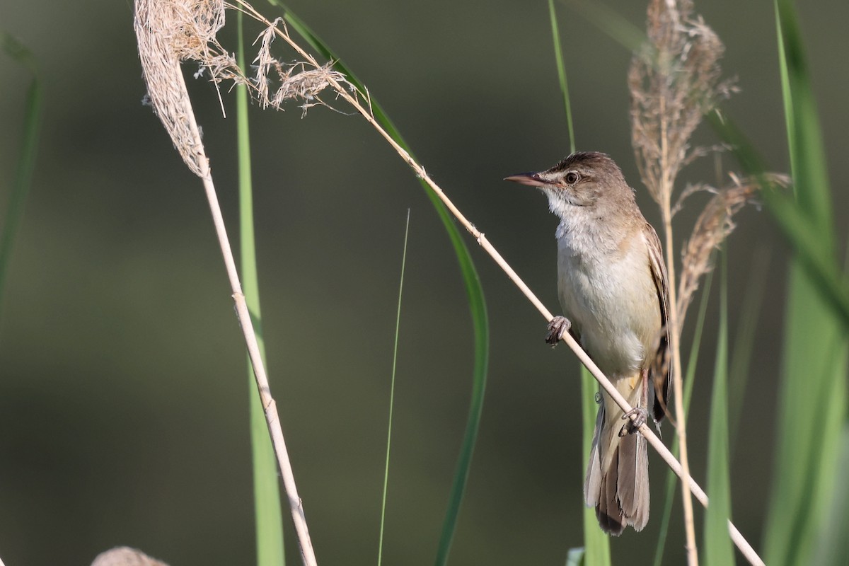 Great Reed Warbler - ML620330860