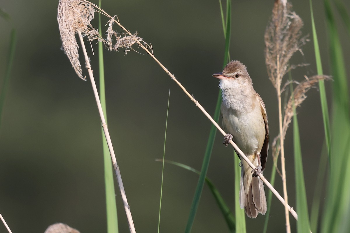 Great Reed Warbler - Anonymous