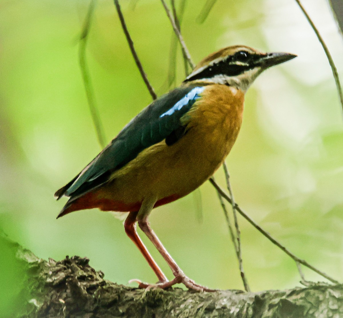 Indian Pitta - ML620330880