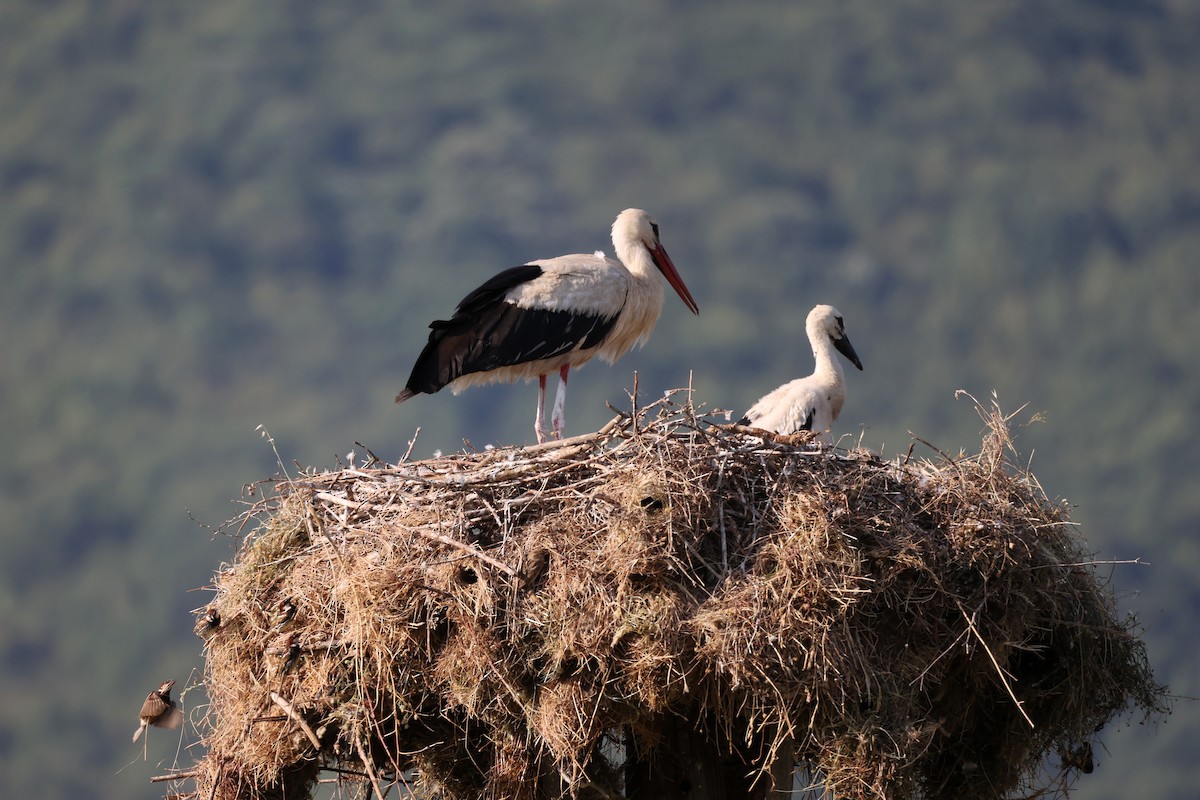 White Stork - ML620330901